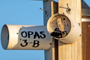 Purple Martin